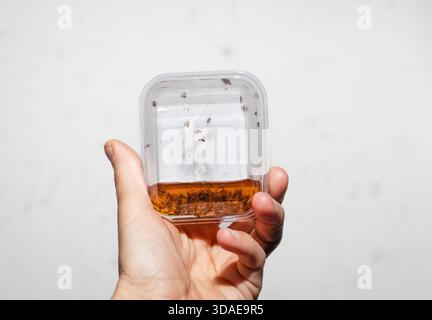Piège à mouches des fruits avec mouches des fruits tenues par un technicien de lutte antiparasitaire. Main femelle tenant un piège à mouches de fruits rempli d'insectes. Gestion commerciale de la lutte antiparasitaire Banque D'Images