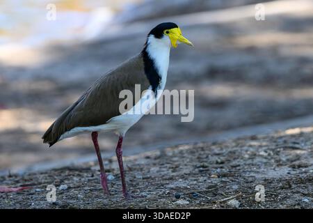 Oiseau griffonné masqué debout Banque D'Images