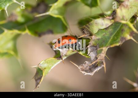 Prunus spinos, Blackthorn ou Sloe fruit et feuille isolés sur un fond naturel Banque D'Images