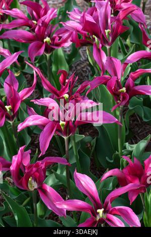 Tulipa Purple Doll, Tulip Purple Doll, violet violet, fleurs en forme de gobelet avec des pétales pointus, vert foncé enflammant sur les pétales extérieurs. Banque D'Images