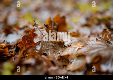 Les feuilles de chêne mouillées recouvrent le sol de la forêt de riches tons bruns et dorés, scintillant dans une lumière douce. Un moment calme et en décomposition de la fin de l'automne ou chaud, neige Banque D'Images
