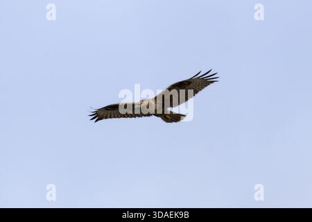 Un Buzzard à longues pattes (Buteo rufinus) planant gracieusement dans le ciel clair au-dessus de Limassol, Chypre, dans son habitat naturel. Banque D'Images