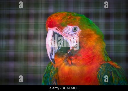 Perroquet coloré en gros plan dans le sanctuaire animal avec plumage vibrant Banque D'Images