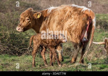 La vache Highland se tient debout avec son veau nouveau-né quelques instants après la naissance, la naissance étant encore visible, montrant un comportement naturel de vêlage dans la nature. Banque D'Images