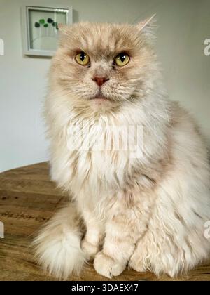 Un chat britannique Longhair dans un cadre domestique Banque D'Images