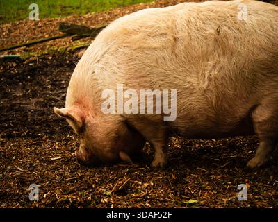 Cochon dans la saleté à la recherche de nourriture Banque D'Images