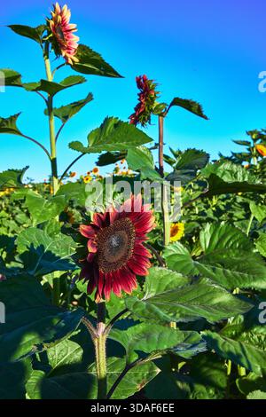 Tournesol rouge gros plan dans Green Orchard sous Bright Blue Sky Banque D'Images