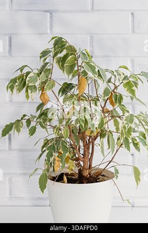 Arbre ficus benjamina panaché dans un pot blanc avec une couronne clairsemée et des feuilles jaunissantes, montrant le stress de la plante à l'intérieur et la chute des feuilles sur un BR peint clair Banque D'Images
