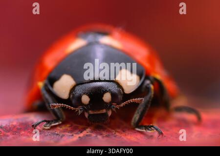 Coccinelle gros plan Banque D'Images