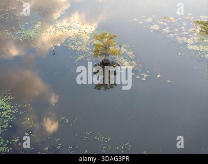 Vue aérienne d'un arbre solitaire s'élevant des eaux tranquilles, son reflet reflétant le ciel nuageux au-dessus, créant une scène sereine et éthéré., Banque D'Images