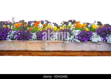 Rangée de fleurs annuelles colorées sur le pot de clôture en bois isolé sur fond blanc. Banque D'Images