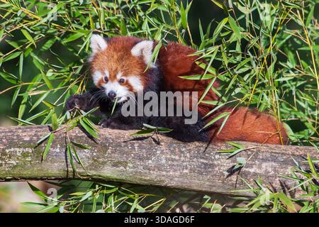 Un adorable panda rouge photographié dans un arbre en mangeant du bambou, également connu sous le nom de petit panda (Ailurus fulgens). Banque D'Images