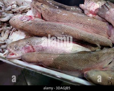 Plusieurs poissons de truite réfrigérés sont disposés sur un affichage dans un marché. Les poissons montrent des écailles fraîches et sont prêts à l'achat par les clients pendant l'arrière Banque D'Images