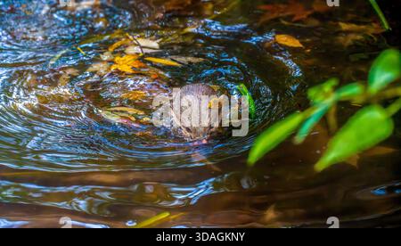 Loutre ludique nageant dans l'eau ondulée colorée dans un ruisseau forestier avec des feuilles d'automne flottant sur la surface Banque D'Images