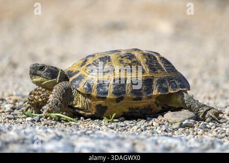 Tortue steppique, tortue à quatre doigts, tortue russe, Testudo horsfieldii Banque D'Images