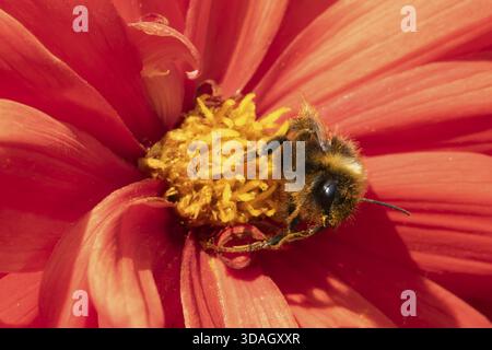 Buff queue bourdon (Bombus terrestris) insecte adulte se nourrissant sur la fleur de jardin Dahlia en été, Angleterre, Royaume-Uni Banque D'Images