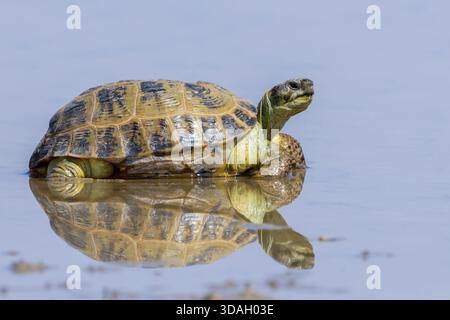 Tortue steppique, tortue à quatre doigts, tortue russe, Testudo horsfieldii Banque D'Images