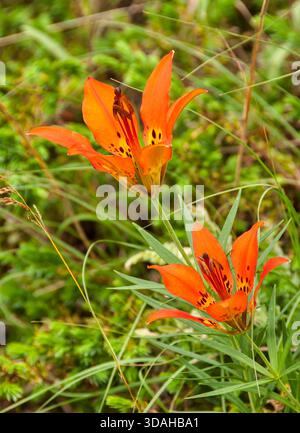 Les lis des bois (Lilium philadelphicum) fleurissent dans la réserve naturelle de l'État de Crex Meadows près de Grantsburg, Wisconsin, en été. Banque D'Images