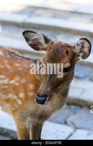 Un cerf Sika, considéré comme des messagers sacrés, se repose et se promène librement dans le parc ensoleillé de Nara, au Japon. Banque D'Images