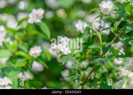 De belles fleurs de jasmin blanc frais fleurissent abondamment parmi les feuilles vertes luxuriantes et vibrantes qui les entourent Banque D'Images