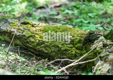 Une scène sereine représentant une bûche couverte de mousse, magnifiquement entourée de verdure luxuriante dans une forêt tranquille Banque D'Images