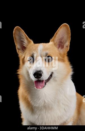 Photo studio d'un Corgi gallois de Pembroke souriant sur fond noir Uni. L'expression du chien est joyeuse et il regarde dans l'objectif. Banque D'Images