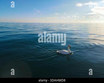 Un seul cygne blanc nage seul dans les vastes eaux bleues profondes d'un grand lac sous un ciel bleu clair, avec la lumière subtile du soleil se reflétant sur la surface Banque D'Images