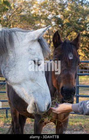 Une paire de chevaux arabes passent joyeusement du temps ensemble dehors en hiver. Banque D'Images