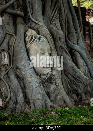 Ayutthaya, Thaïlande - 1er mars 2025 : tête de Bouddha célèbre dans les racines d'arbre bodhi à Wat Mahathat, parc historique d'Ayutthaya. Banque D'Images