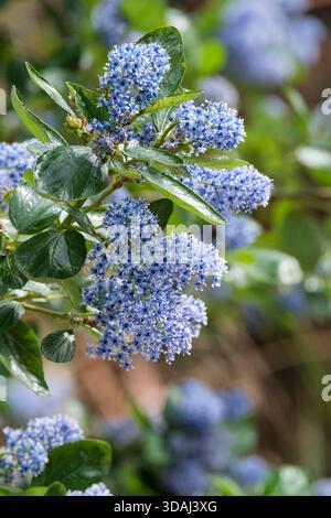 Ceanothus arboreus Trewithen Blue, feutre Ceanothus Trewithen Blue, fleurs bleu moyen en panicules pyramidales au printemps Banque D'Images