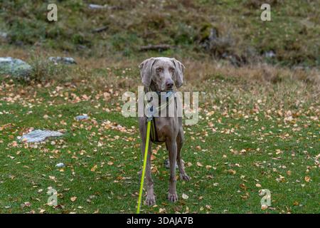 Chien Weimaraner debout dans le champ d'herbe d'automne sur laisse et harnais Banque D'Images