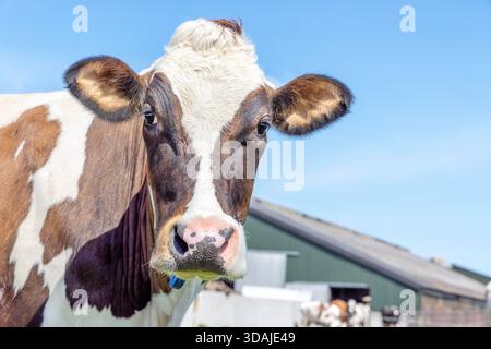 Tête de vache heureuse regardant, visage brun et blanc, devant une grange en vue de face, bovins laitiers et un ciel bleu Banque D'Images