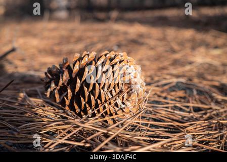 Gros plan d'une pomme de pin à la lumière du soleil le concept de détail naturel Banque D'Images