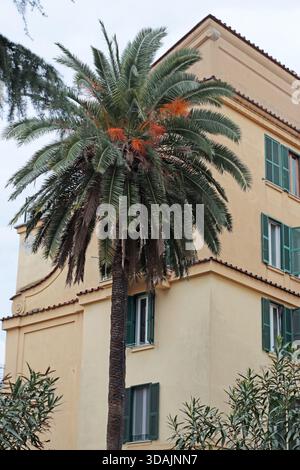 Grand palmier près de la maison de ville jaune avec des fenêtres et des plantes vertes. Paysage urbain du sud, parfait pour les arrière-plans dans l'immobilier, sty méditerranéen Banque D'Images