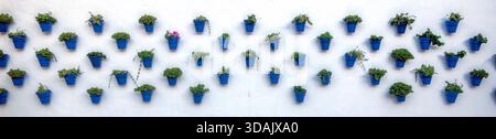 Beaux pots de fleurs bleus avec des plantes vertes et une fleur rose décorant un mur blanchi à la chaux dans une rue andalouse traditionnelle ou méditerranéenne. Banque D'Images