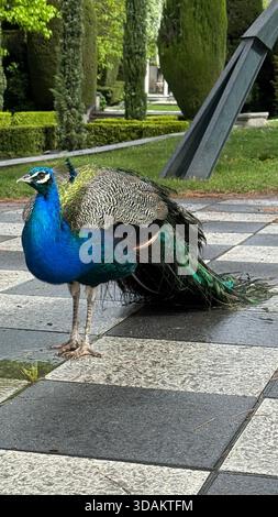 Paon mâle debout sur un chemin pavé dans un parc paysager, montrant un plumage bleu et vert irisé et de longues plumes de queue. Banque D'Images