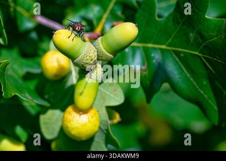 Pomme biliaire de la guêpe biliaire commune du chêne (Cynips quercusfolii) et feuilles et glands de chêne à la fin de l'été dans le soleil du soir Banque D'Images