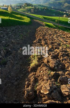 Vue aérienne du champ fraîchement labouré contrastant avec les collines vertes vibrantes sous la lueur chaude de la lumière du soleil, Hrinova, région de Banska Bystrica, Slovaki Banque D'Images