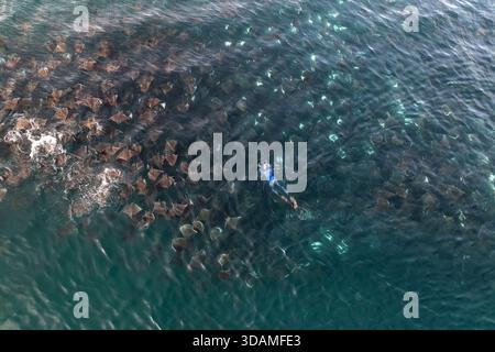 Vue aérienne d'un nageur au milieu de l'école fascinante des raies mobula, leurs formes sombres contrastant avec les eaux turquoises chatoyantes de la mer de Banque D'Images