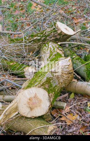 Une collection de bûches coupées et de branches repose sur le sol dans une forêt. De l'herbe verte et des feuilles brunes tombées entourent le bois, indiquant une zone de Rec Banque D'Images