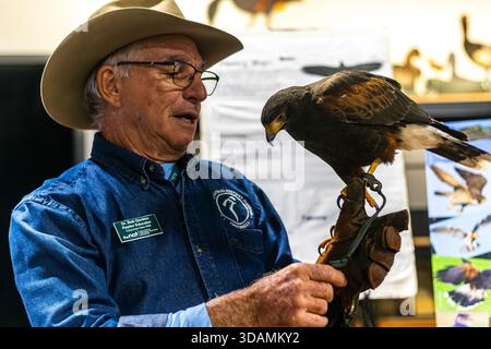 Un fauconnier tient un faucon Harris (Parabuteo unicinctus), également connu sous le nom de faucon à ailes de baie, au musée d'histoire naturelle de San Diego à Balboa Park Banque D'Images