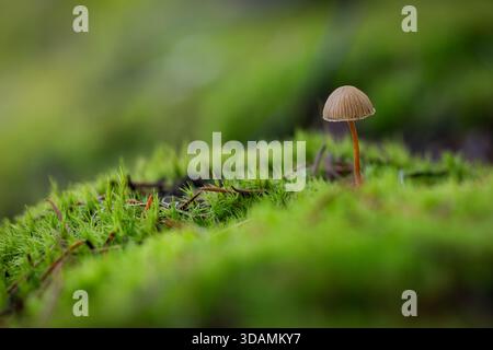 Vue macro d'un minuscule champignon sauvage (probablement Deconica montana) émergeant d'un lit de mousse verte luxuriante et vibrante sur le sol de la forêt. Banque D'Images