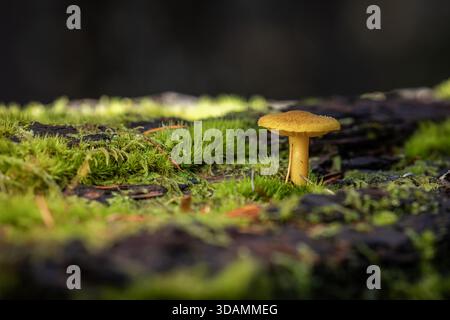 Un gros plan magnifiquement éclairé d'un champignon sauvage solitaire avec un chapeau et une tige jaune doré frappants, poussant directement à partir d'une bûche sombre richement recouverte Banque D'Images