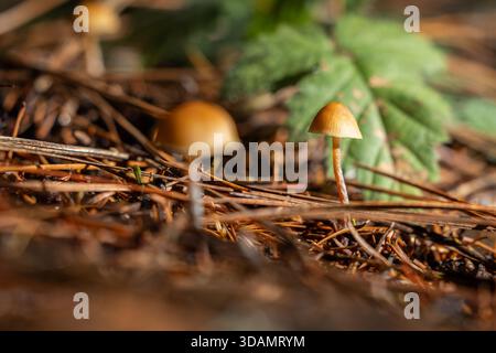 Une vue macro à angle bas avec deux minuscules champignons avec des chapeaux brun orangé et des tiges minces, nichés dans un lit dense d'aiguilles de pin et de débris ligneux. Banque D'Images