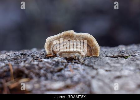 Gros plan macro à hauteur des yeux de champignons sauvages à queue de dinde (Trametes versicolor ou Coriolus versicolor) poussant en couches empilées sur une sombre et en décomposition Banque D'Images