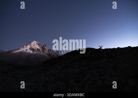Vue d'un bouillon alpin silhouetté debout majestueusement sur fond de montagnes enneigées au crépuscule, Chamonix-Mont-Blanc, Auvergne-Rhône-Alp Banque D'Images