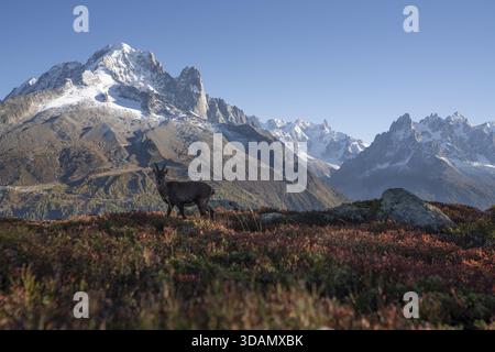 Vue d'un bouillon alpin debout au milieu d'un feuillage automnal vibrant avec des montagnes enneigées en toile de fond, Chamonix-Mont-Blanc, Auvergne-Rhône-Alpes, F. Banque D'Images