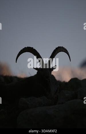Vue de la silhouette d'un Ibex alpin aux cornes majestueuses contre un ciel crépusculaire, Lacs des Cheserys, Auvergne-Rhône-Alpes, France. Banque D'Images