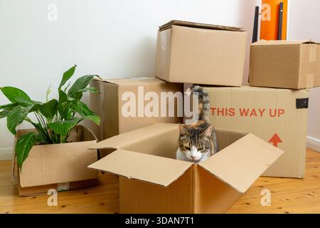 Chat de compagnie debout dans une boîte d'emballage en carton empilée dans une maison Banque D'Images