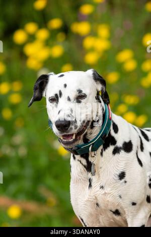Portrait d'un chien dalmatien Banque D'Images
